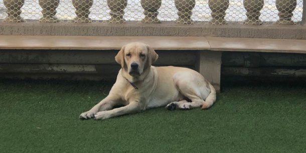 Family-cover Family-cover